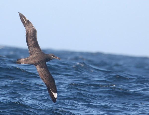 Black-footed Albatross
